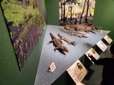 国立科学博物館に投稿された画像（2026/1/24）