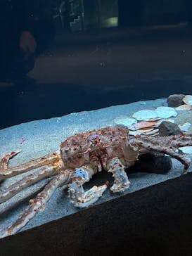 環境水族館アクアマリンふくしまに投稿された画像（2026/1/24）