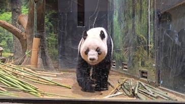 恩賜上野動物園に投稿された画像（2026/1/24）