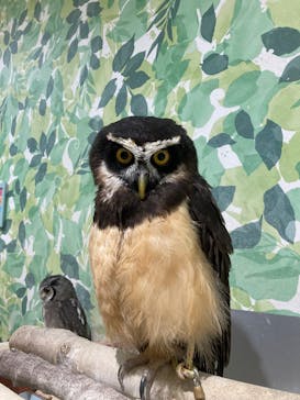 アニタッチアクアシティお台場に投稿された画像（2026/1/24）