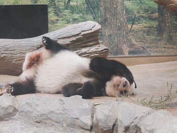 恩賜上野動物園に投稿された画像（2026/1/24）