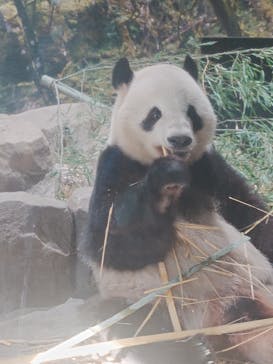 恩賜上野動物園に投稿された画像（2026/1/24）