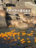 伊豆シャボテン動物公園に投稿された画像（2026/1/24）