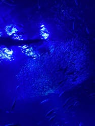 アクアワールド茨城県大洗水族館に投稿された画像（2026/1/24）