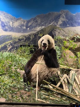 恩賜上野動物園に投稿された画像（2026/1/24）