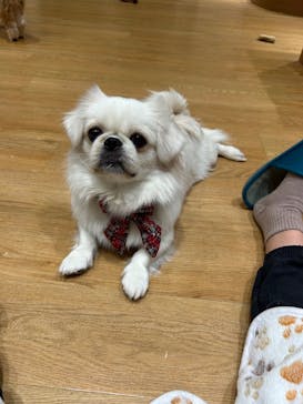 いぬカフェRio 新宿店に投稿された画像（2026/1/24）