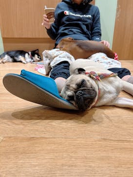 いぬカフェRio 新宿店に投稿された画像（2026/1/24）