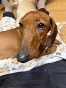 いぬカフェRio 新宿店に投稿された画像（2026/1/24）