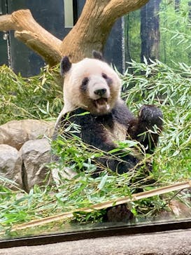 恩賜上野動物園に投稿された画像（2026/1/24）