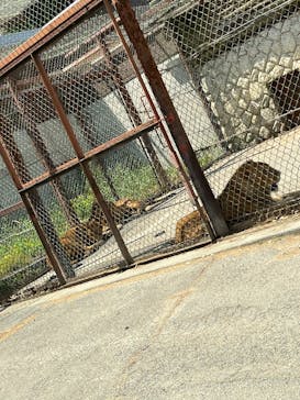 群馬サファリパークに投稿された画像（2026/1/24）