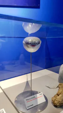 特別展「大絶滅展―生命史のビッグファイブ」に投稿された画像（2026/1/24）