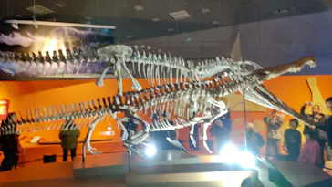 特別展「大絶滅展―生命史のビッグファイブ」に投稿された画像（2026/1/24）