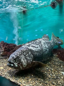 串本海中公園水族館に投稿された画像（2026/1/24）