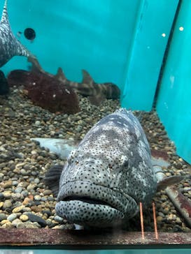 串本海中公園水族館に投稿された画像（2026/1/24）