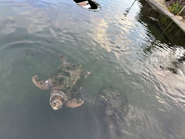串本海中公園水族館に投稿された画像（2026/1/24）