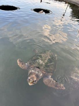 串本海中公園水族館に投稿された画像（2026/1/24）