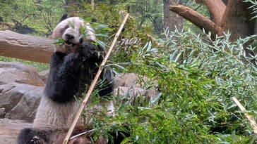 恩賜上野動物園に投稿された画像（2026/1/24）