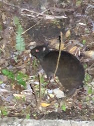 奄美ナイトツアーサービスに投稿された画像（2026/1/24）