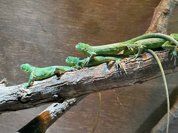 体感型動物園iZooに投稿された画像（2026/1/24）