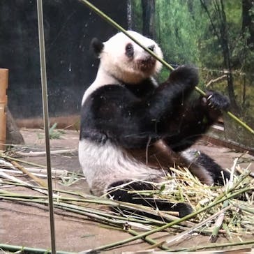 恩賜上野動物園に投稿された画像（2026/1/25）