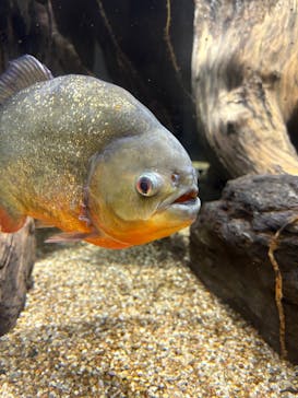 カワスイ 川崎⽔族館に投稿された画像（2026/1/25）