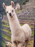 CREVIA マチュピチュ展／CREVIA MACHU PICCHU AND THE GOLDEN EMPIRES OF PERUに投稿された画像（2026/1/25）