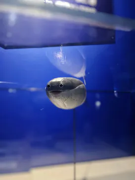 特別展「大絶滅展―生命史のビッグファイブ」に投稿された画像（2026/1/25）