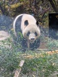 恩賜上野動物園に投稿された画像（2026/1/25）