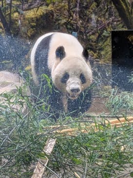 恩賜上野動物園に投稿された画像（2026/1/25）