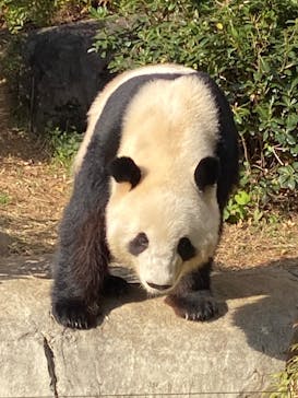 恩賜上野動物園に投稿された画像（2026/1/25）