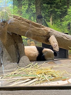 恩賜上野動物園に投稿された画像（2026/1/25）