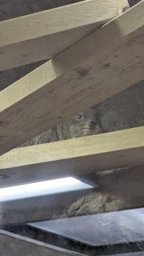 恩賜上野動物園に投稿された画像（2026/1/25）