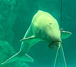 名古屋港水族館に投稿された画像（2026/1/25）