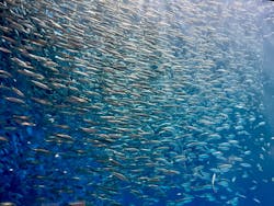 名古屋港水族館に投稿された画像（2026/1/25）
