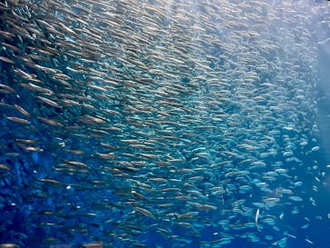 名古屋港水族館に投稿された画像（2026/1/25）