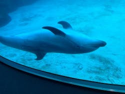 名古屋港水族館に投稿された画像（2026/1/25）