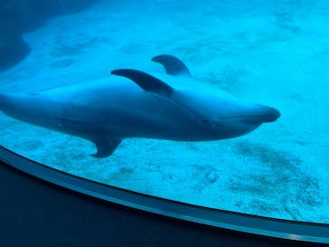 名古屋港水族館に投稿された画像（2026/1/25）
