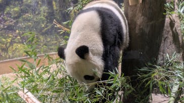 恩賜上野動物園に投稿された画像（2026/1/25）