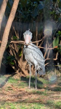 恩賜上野動物園に投稿された画像（2026/1/25）