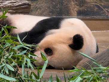 恩賜上野動物園に投稿された画像（2026/1/25）