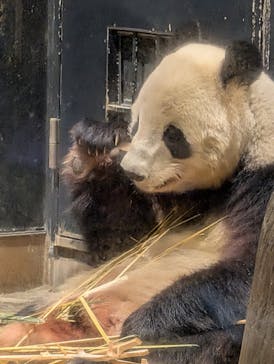 恩賜上野動物園に投稿された画像（2026/1/25）