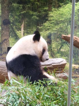 恩賜上野動物園に投稿された画像（2026/1/25）