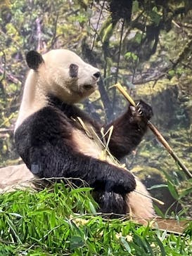 恩賜上野動物園に投稿された画像（2026/1/25）