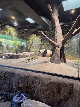 恩賜上野動物園に投稿された画像（2026/1/25）