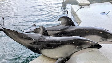 城崎マリンワールドに投稿された画像（2026/1/25）