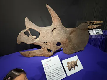 特別展「大絶滅展―生命史のビッグファイブ」に投稿された画像（2026/1/25）