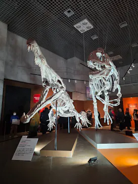 特別展「大絶滅展―生命史のビッグファイブ」に投稿された画像（2026/1/25）