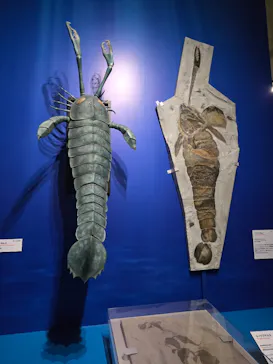 特別展「大絶滅展―生命史のビッグファイブ」に投稿された画像（2026/1/25）