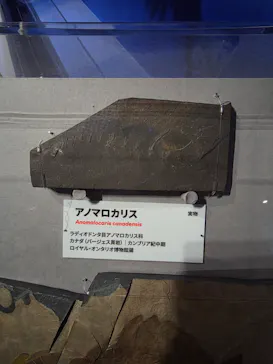 特別展「大絶滅展―生命史のビッグファイブ」に投稿された画像（2026/1/25）