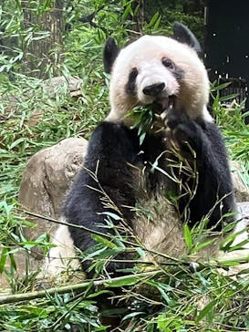 恩賜上野動物園に投稿された画像（2026/1/25）